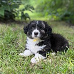 Ozzy-fluffy - Black and white male Cardigan Welsh Corgi puppy in Hope, Arkansas from Foxy Knoll Farm