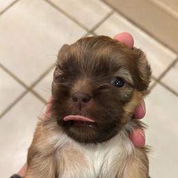 Brown male. - Sable and white male Shih Tzu puppy in Missouri from Anna's Babies in the Midwest