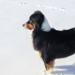 Australian Shepherds from Headley Farms Australian Shepherds