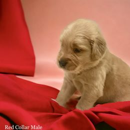 Golden Retriever Puppies from Studley Hill Goldens, LLC.