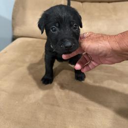 Girl 1 - Black female Labrador Retriever puppy in Four Oaks, North Carolina from Old Mill Retrievers
