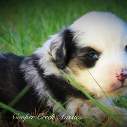 Miniature Australian Shepherd and Toy Australian Shepherd Puppies from Cooper Creek Aussies