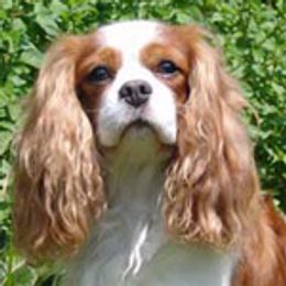 Cavalier King Charles Spaniels and Labrador Retrievers from Crystal Kennels