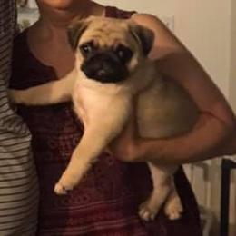 Pug Puppies from Pickwick Pugs