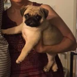 Pug Puppies from Pickwick Pugs