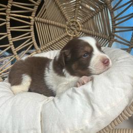 Sprinkle - Red tri-color female Australian Shepherd puppy in Grants Pass, Oregon from Carmel Mountain Aussies