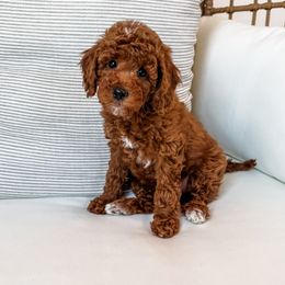 Boy 1 - Red  Poodle puppy in Orem, Utah from Daphne's Dozen