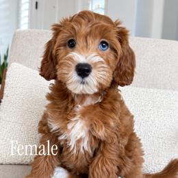 Honey - Red  female Goldendoodle puppy in San Tan Valley, Arizona from Golden Haven