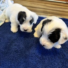 Boys - White and badger male Sealyham Terrier puppy in Holden, Missouri from Thistle and Rock Sealyham Terriers