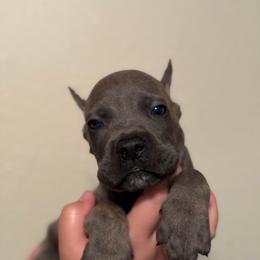 Spell - Gray brindle male Cane Corso puppy in Houston, Texas from Mortaio Cane Corso