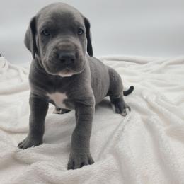 Duke - Blue male Great Dane puppy in Kannapolis, North Carolina from Carolina Great Danes & Toy Poodles