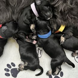 Miniature Schnauzer Puppies from Adrienne Exum