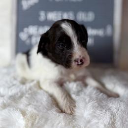 Green collar - Brown and white female Aussiedoodle puppy in Mount Ulla, North Carolina from Girls of anarchy farm