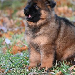 German Shepherd Puppies from German Shepherd Puppies