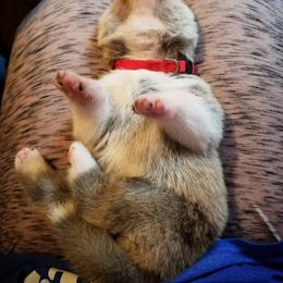 Japanese Akitainu Puppies from Four Seasons Akita (Shikisou)
