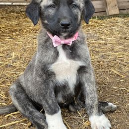 Girl 1 - Anatolian Shepherd Dog puppy in San Diego (Jamul), California from Lee Valley Scotties
