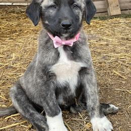 Girl 1 - Anatolian Shepherd Dog puppy in San Diego (Jamul), California from Lee Valley Scotties