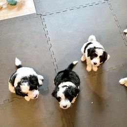 Aussiedoodle Puppies from Ever After Mini Doodles