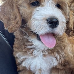 Australian Labradoodles from Summer Hill Labradoodles
