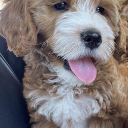 Australian Labradoodles from Summer Hill Labradoodles
