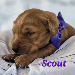 Purple - Dark golden female Golden Retriever puppy in Taft, Tennessee from McGraw's Fetching Pups