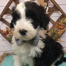Spiderman - Black and white male Sheepadoodle puppy in Farley, Iowa from Iowa's Doodle Co.