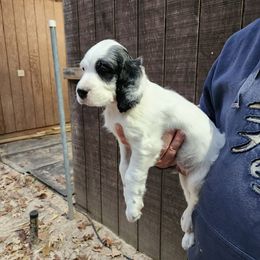 Puppy 6 left ear black - White male Llewellin Setter puppy in North Dinwiddie, Virginia from Pups Furever