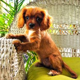Hudson - Ruby male Cavalier King Charles Spaniel puppy in Watsontown, Pennsylvania from Huntsman Cavaliers