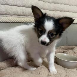 Angel - White black and tan female Papillon puppy in Central Florida, Florida from Sunshine Papillons Central Florida