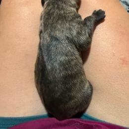 Arcadia - Brindle female Mastiff puppy in Layton, Utah from 2A Mastifs