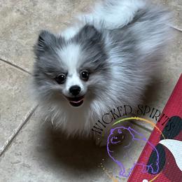 AKC BATMAN 2000 - Blue merle male Pomeranian puppy in Watkins Glen, New York from Wicked Spirits Pomeranians