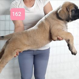 AKC PUP 162 - Fawn female Mastiff puppy in Ava, Missouri from Ozark Mountain Mastiffs