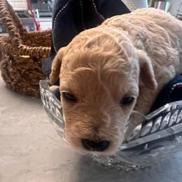 Daisy - female Cavapoochon puppy in Fairmont, West Virginia from Robin Nelson