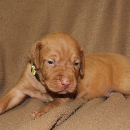 Vizsla Puppies from Pheasant Poppers Vizslas
