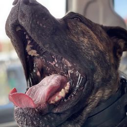 Boerboel All Grown Up from Romboel farm dogs