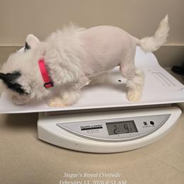 Demeter - White and black female Chinese Crested puppy in San Antonio, Texas from Sugar's Royal Cresteds