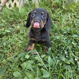 Arlo - Black and tan male Dachshund puppy in Atwater, Ohio from Ivy Willow Dachshunds