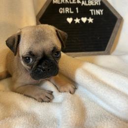 Girl 1 - Fawn female Pug puppy in Norborne, Missouri from Pug Palace