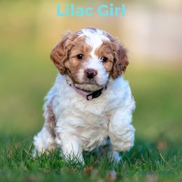 Girl 4 - Australian Labradoodle puppy in Darien, Connecticut from Nutmeg by the Sea Australian Labradoodles