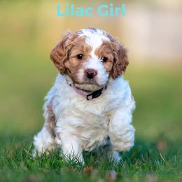 Girl 4 - Australian Labradoodle puppy in Darien, Connecticut from Nutmeg by the Sea Australian Labradoodles