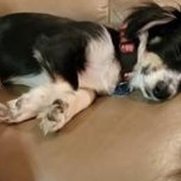 Companion Crosses, Dachshunds, Pomeranians, and Toy Australian Shepherds from Hochatown Awesome Aussies