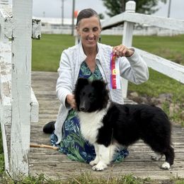 Evie - Shetland Sheepdog