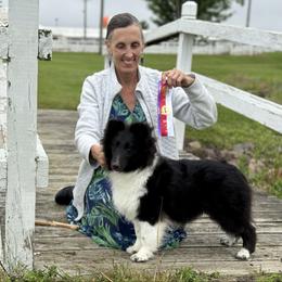 Evie - Shetland Sheepdog