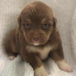 Fire Star - Red tri-color female Australian Shepherd puppy in Albertville, Alabama from Salt Creek Aussies