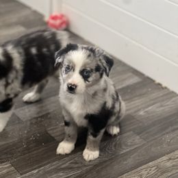 Male 3-Bentley - Blue merle male Miniature Australian Shepherd puppy in Norco, California from River Springs Aussies