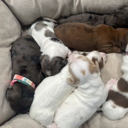 Dachshund and Golden Retriever Puppies from 50 shades of dachshund