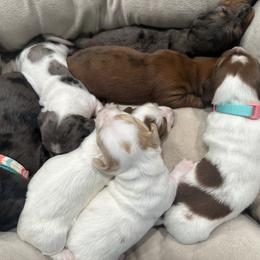 Dachshund and Golden Retriever Puppies from 50 shades of dachshund