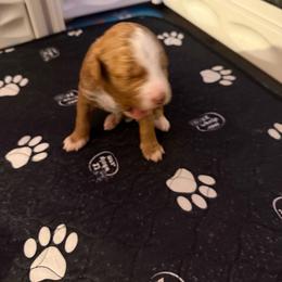 Apricot girl - Apricot female Assorted Doodle Crosses puppy in Bedford, Pennsylvania from Dans Doodlez