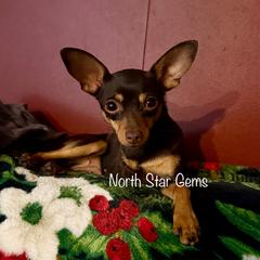 Sookie - Prague Ratter