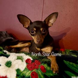 Sookie - Prague Ratter